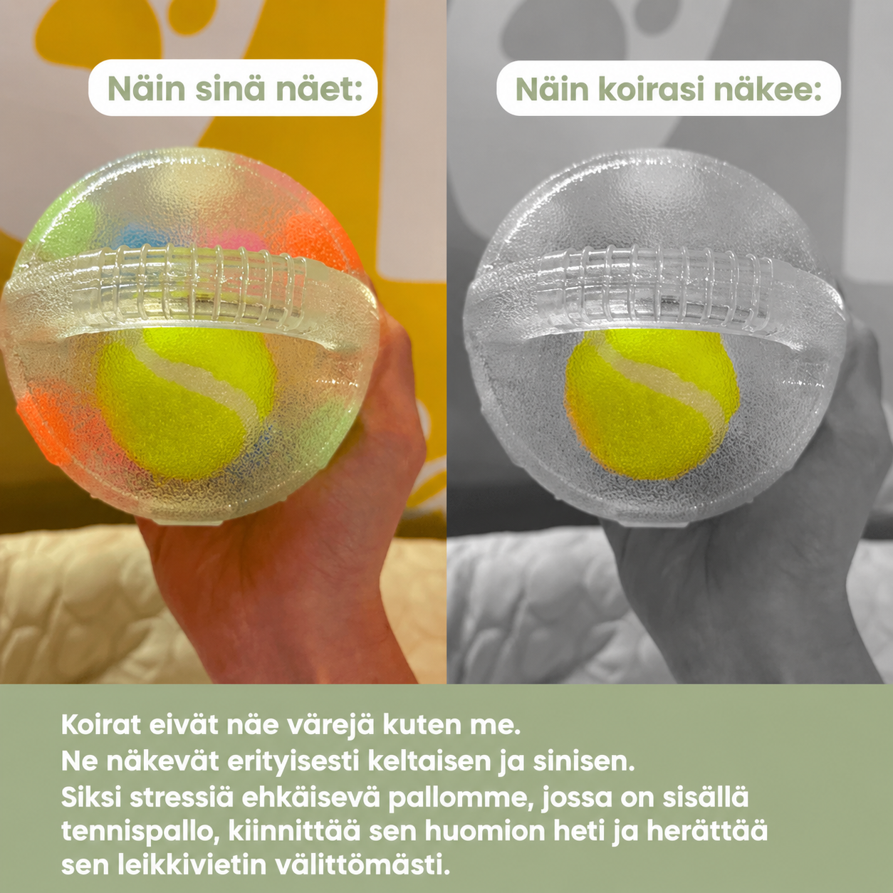 Stressiä lievittävä pallo koiralle